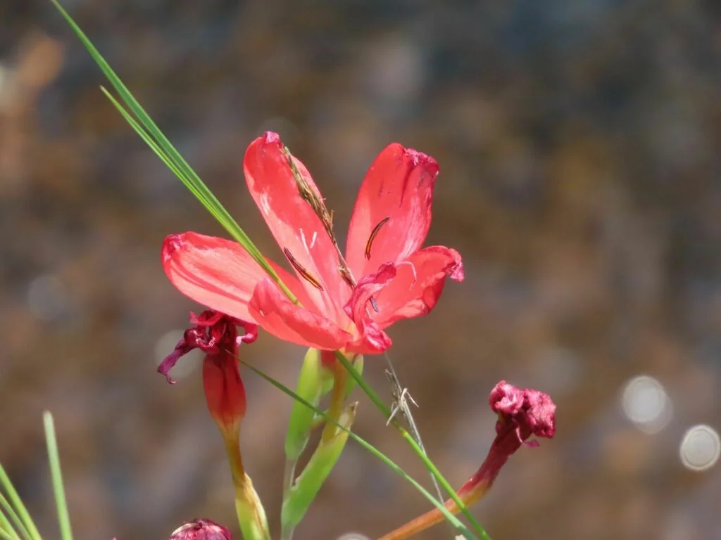 Schizostylis Coccinea