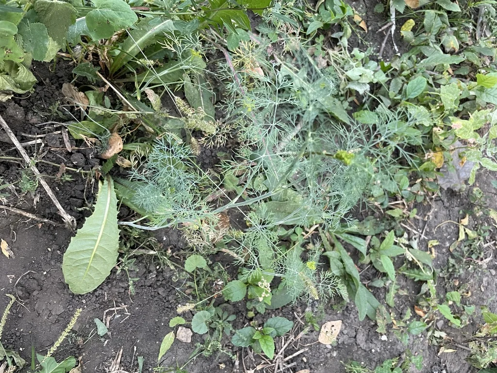 Anethum Graveolens