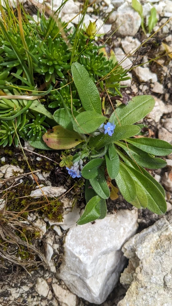 Myosotis Alpestris