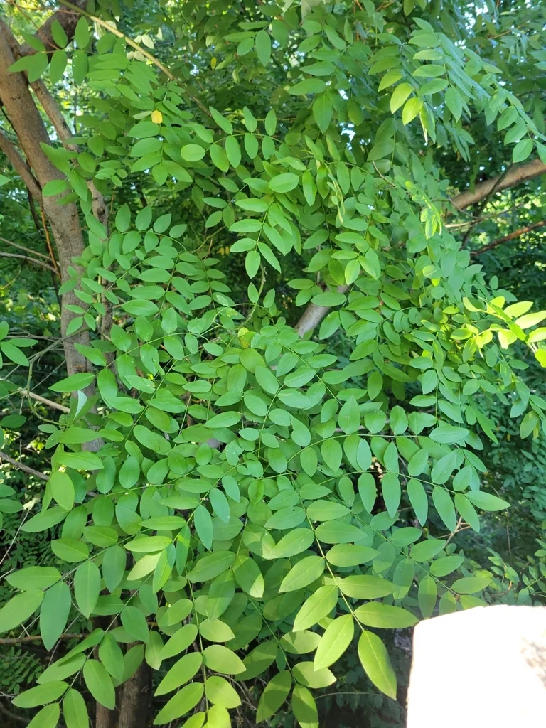 Styphnolobium Japonicum