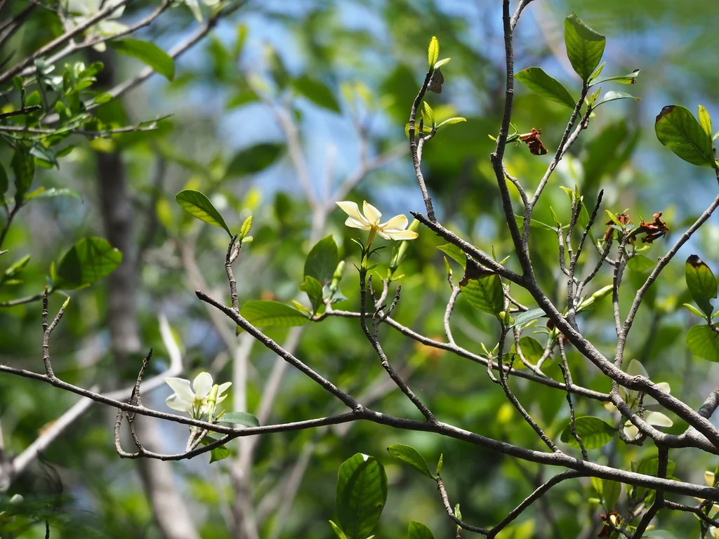 Gardenia Jasminoides
