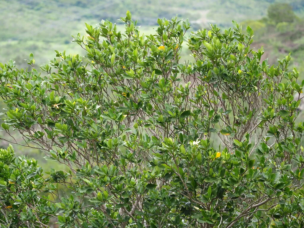 Gardenia Jasminoides