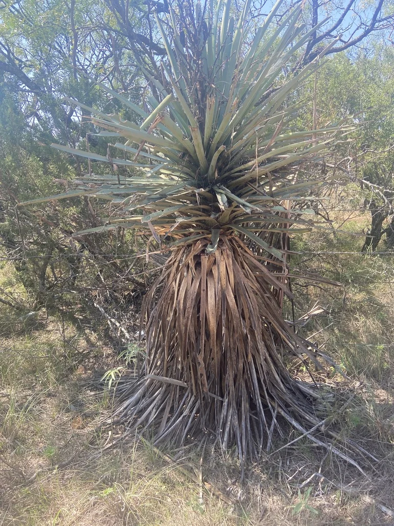 Yucca Torreyi