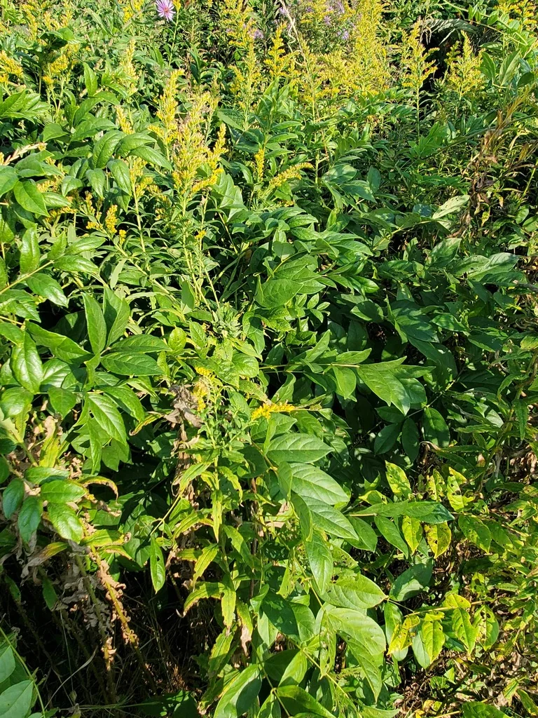Wisteria Sinensis