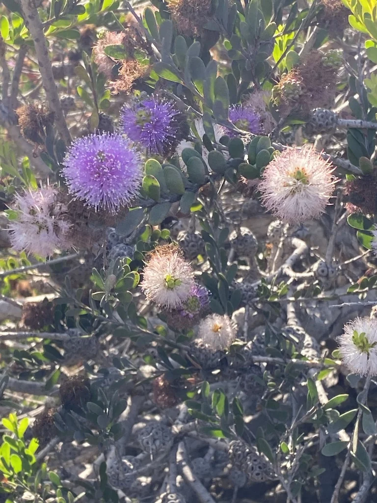 Melaleuca Nesophila