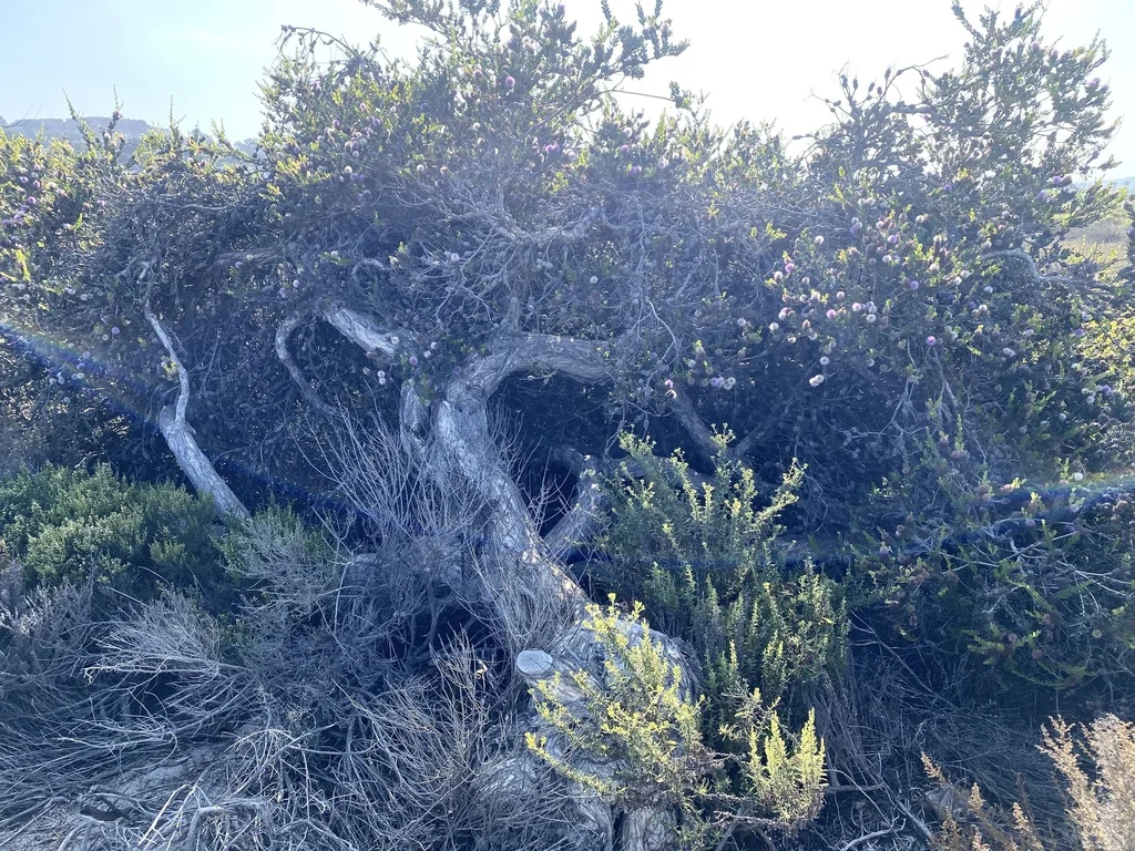 Melaleuca Nesophila
