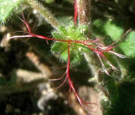 Acalypha Monostachya