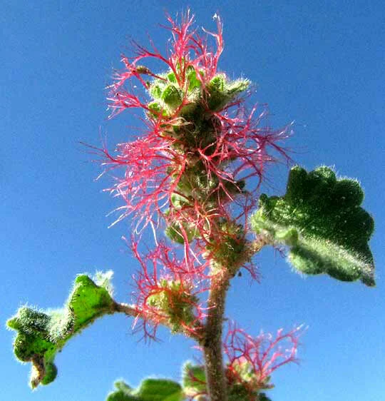 Acalypha Monostachya