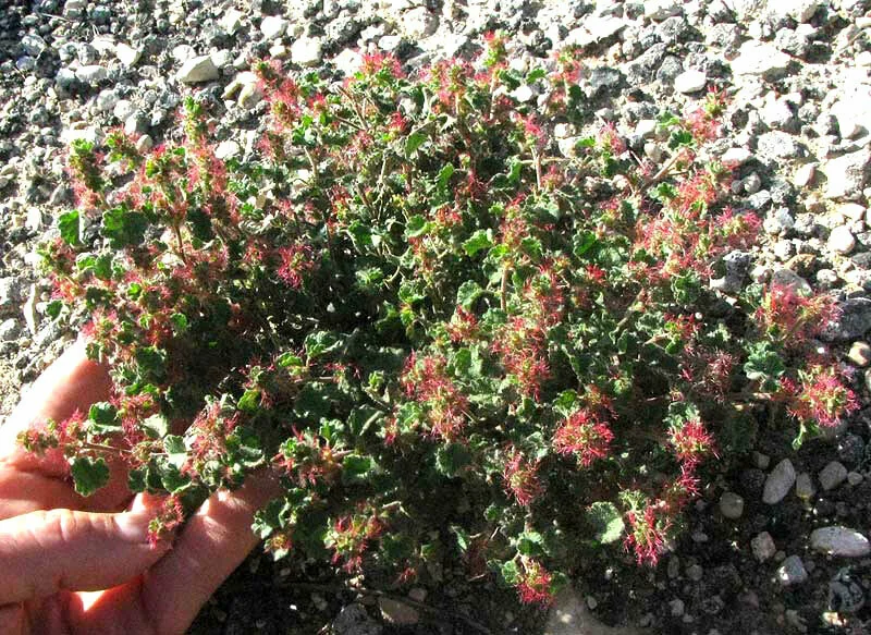 Acalypha Monostachya