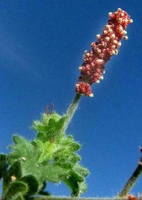 Acalypha Monostachya