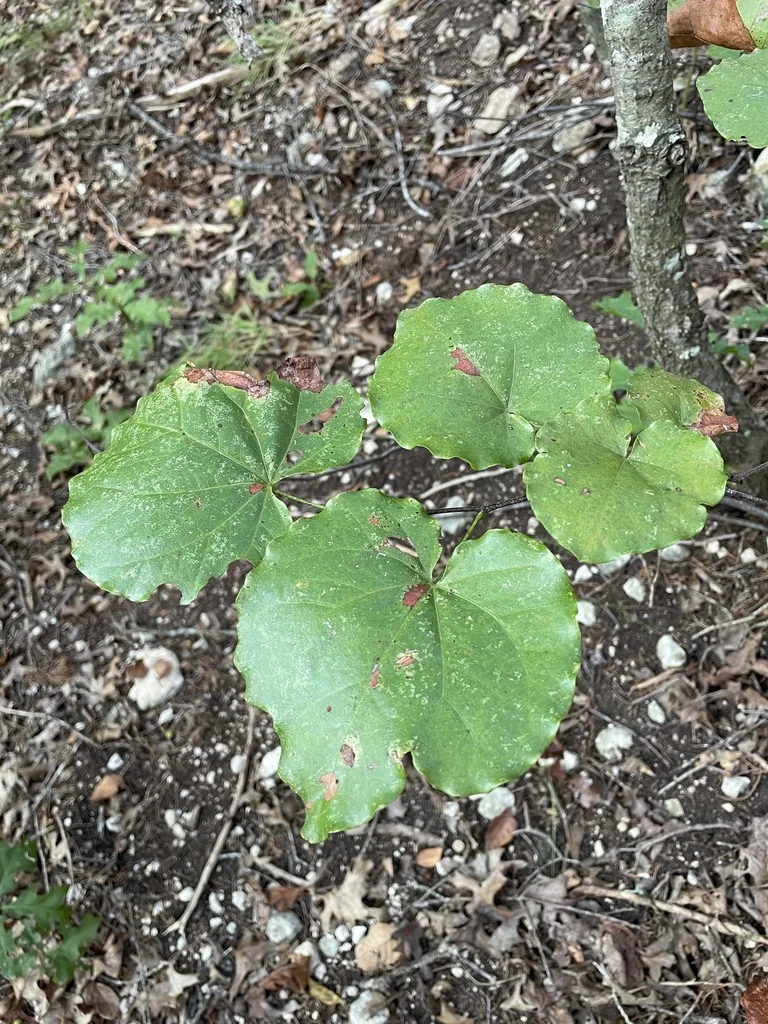 Cercis Canadensis Var. Texensis