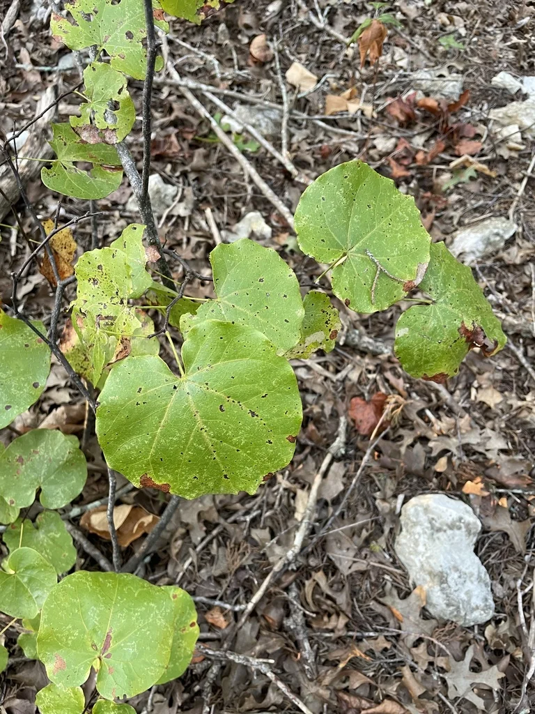 Cercis Canadensis Var. Texensis