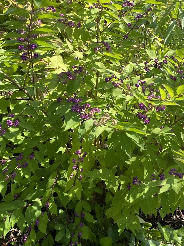 Callicarpa Dichotoma