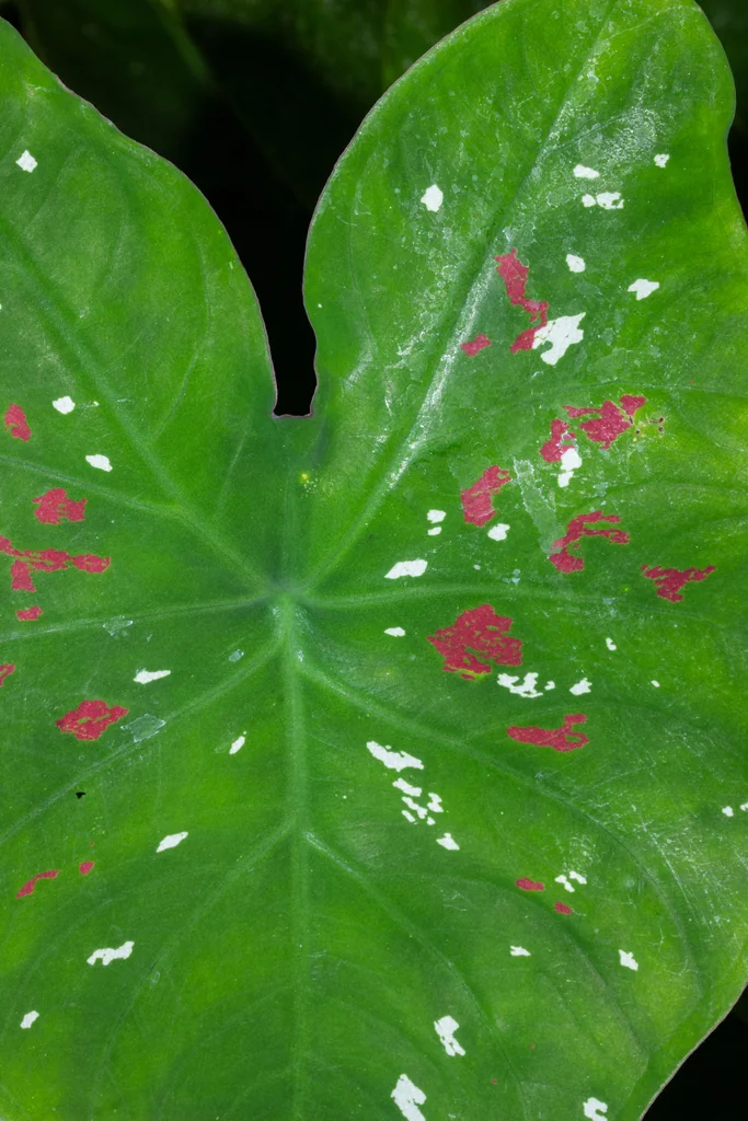 Caladium hortulanum