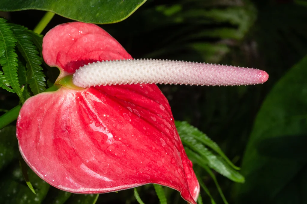Anthurium Andraeanum
