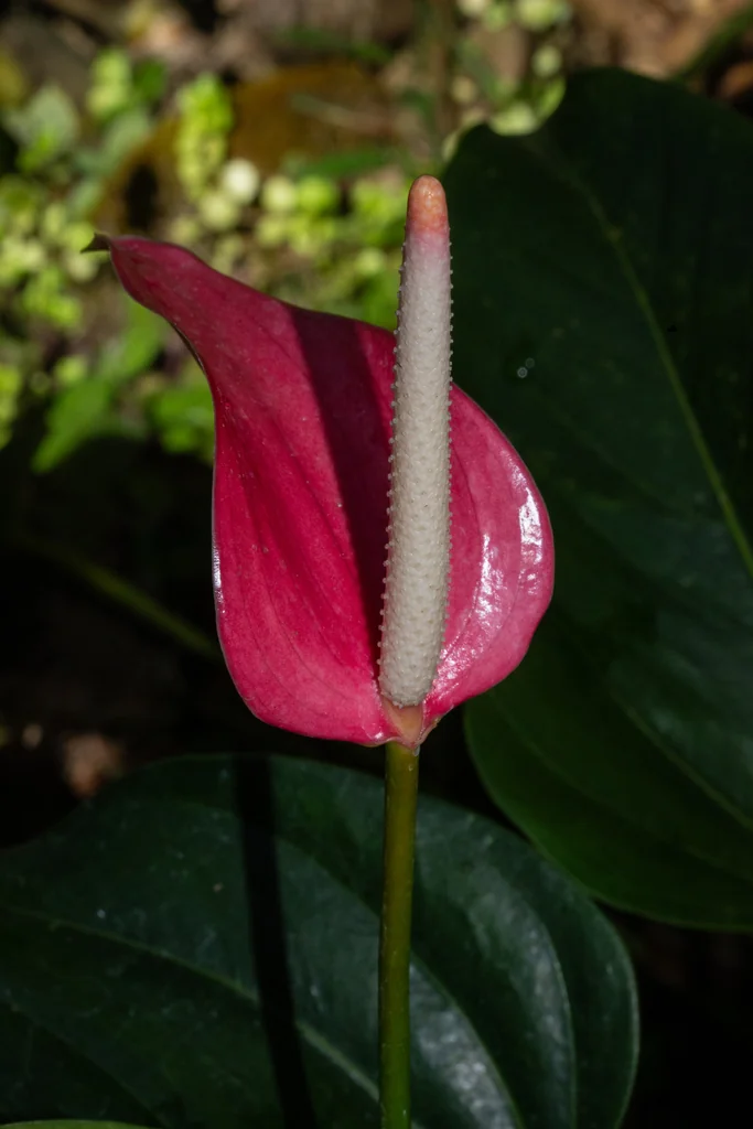 Anthurium Andraeanum