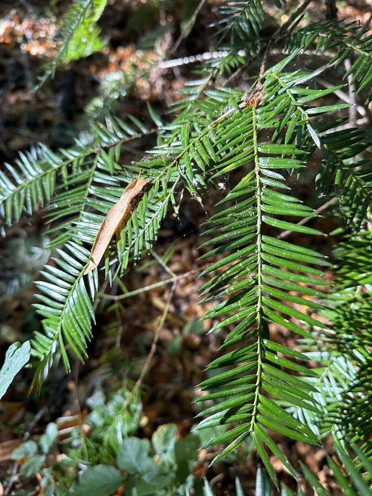 Torreya Californica