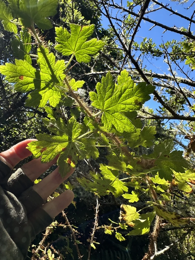 Ribes Menziesii