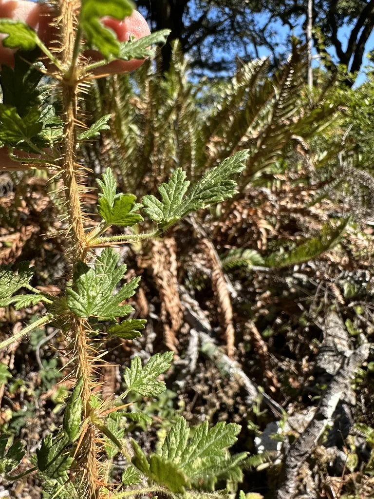 Ribes Menziesii