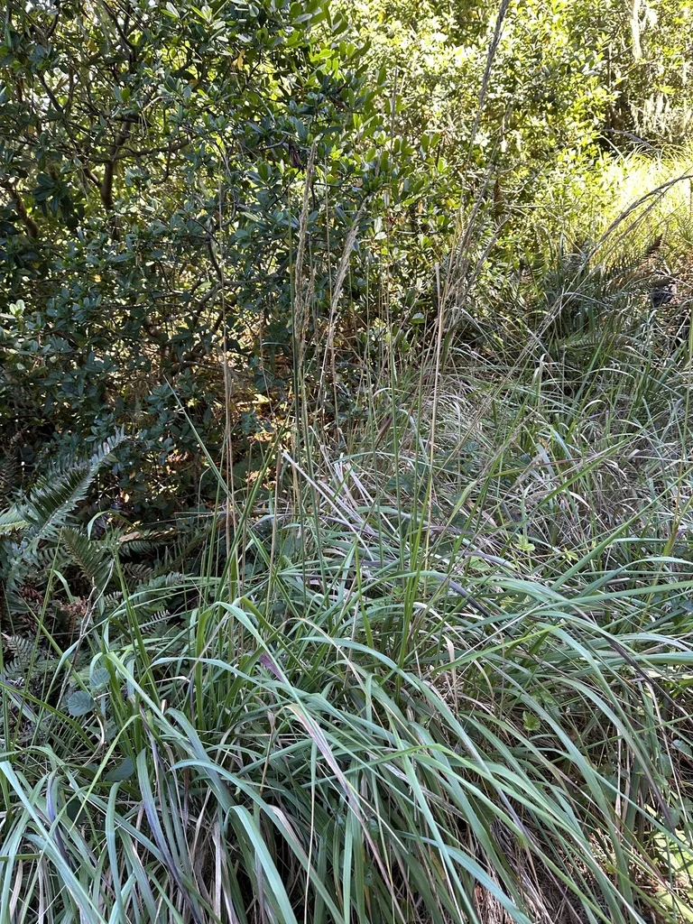 Calamagrostis Nutkaensis