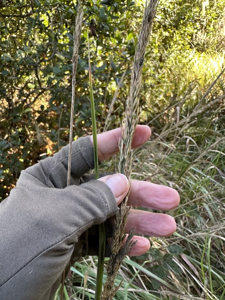 Calamagrostis Nutkaensis