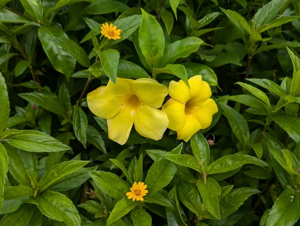 Allamanda Cathartica