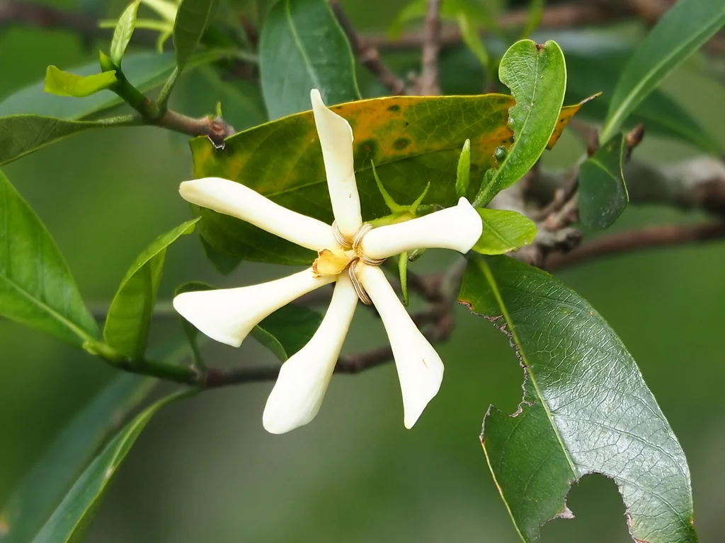 Gardenia Jasminoides