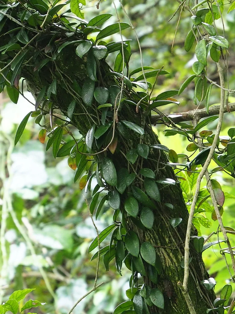 Hoya carnosa