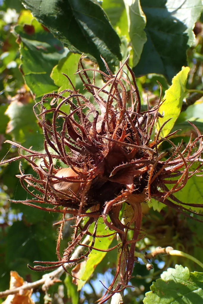 Corylus Colurna