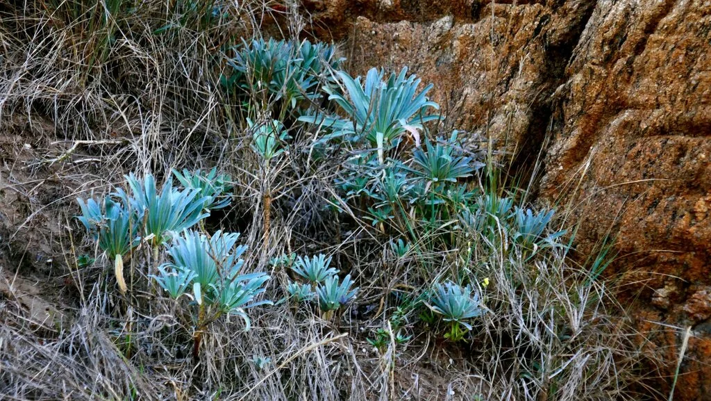 Matthiola Incana