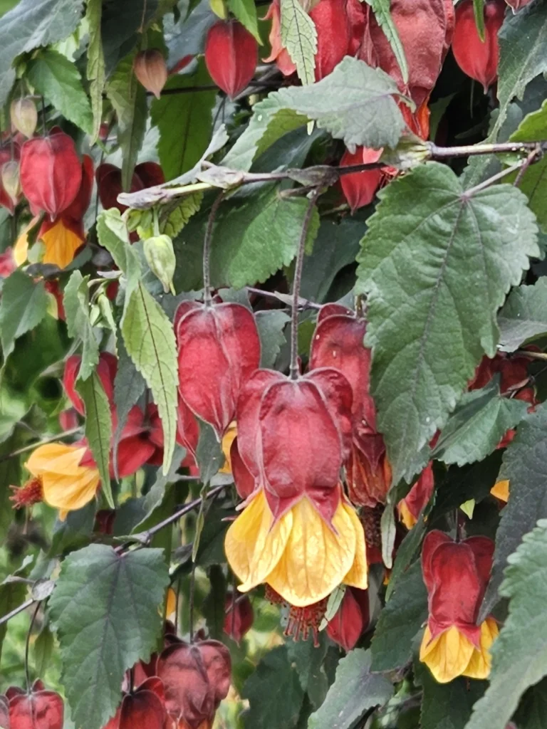 Abutilon Megapotamicum