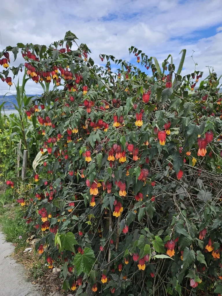 Abutilon Megapotamicum