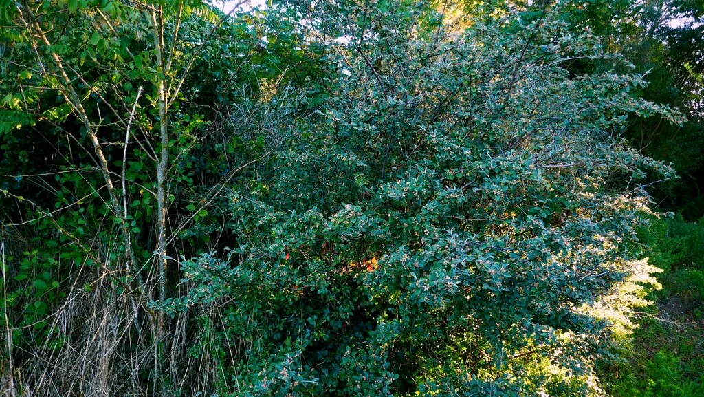 Cotoneaster Franchetii
