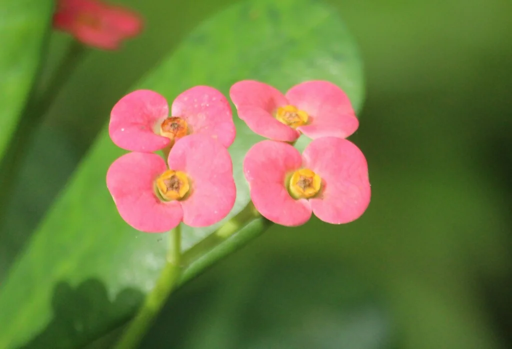 Euphorbia Milii