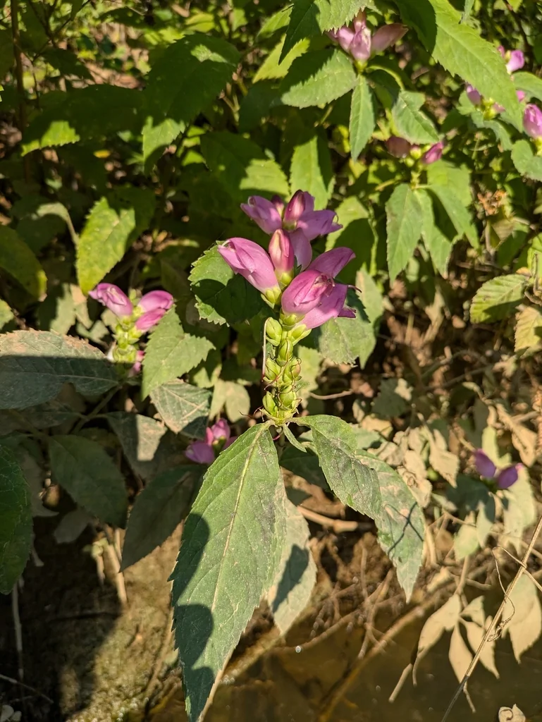 Chelone Lyonii