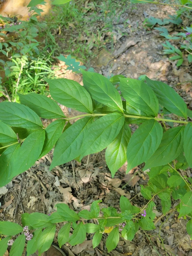 Callicarpa Dichotoma