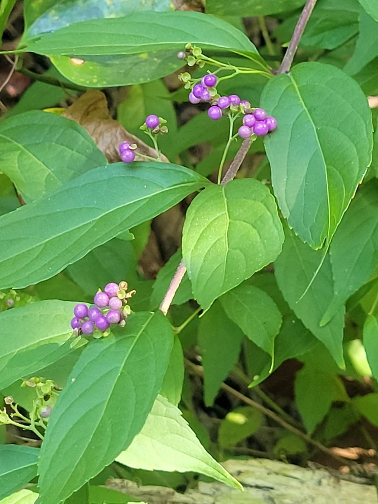 Callicarpa Dichotoma
