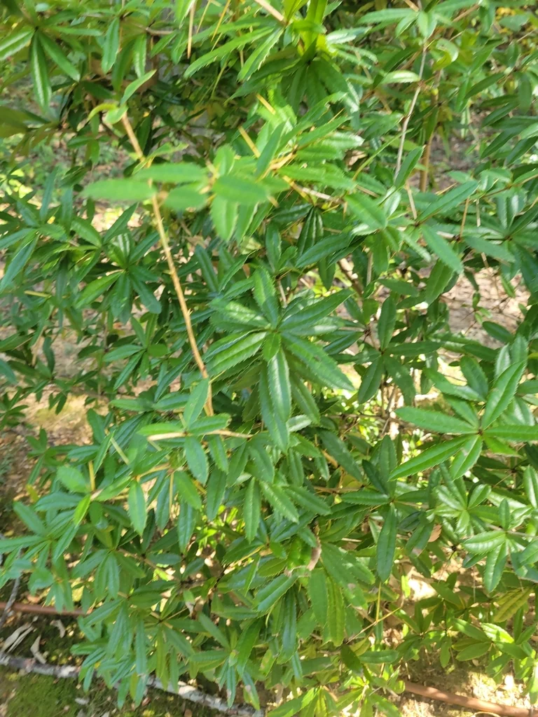 Berberis Julianae