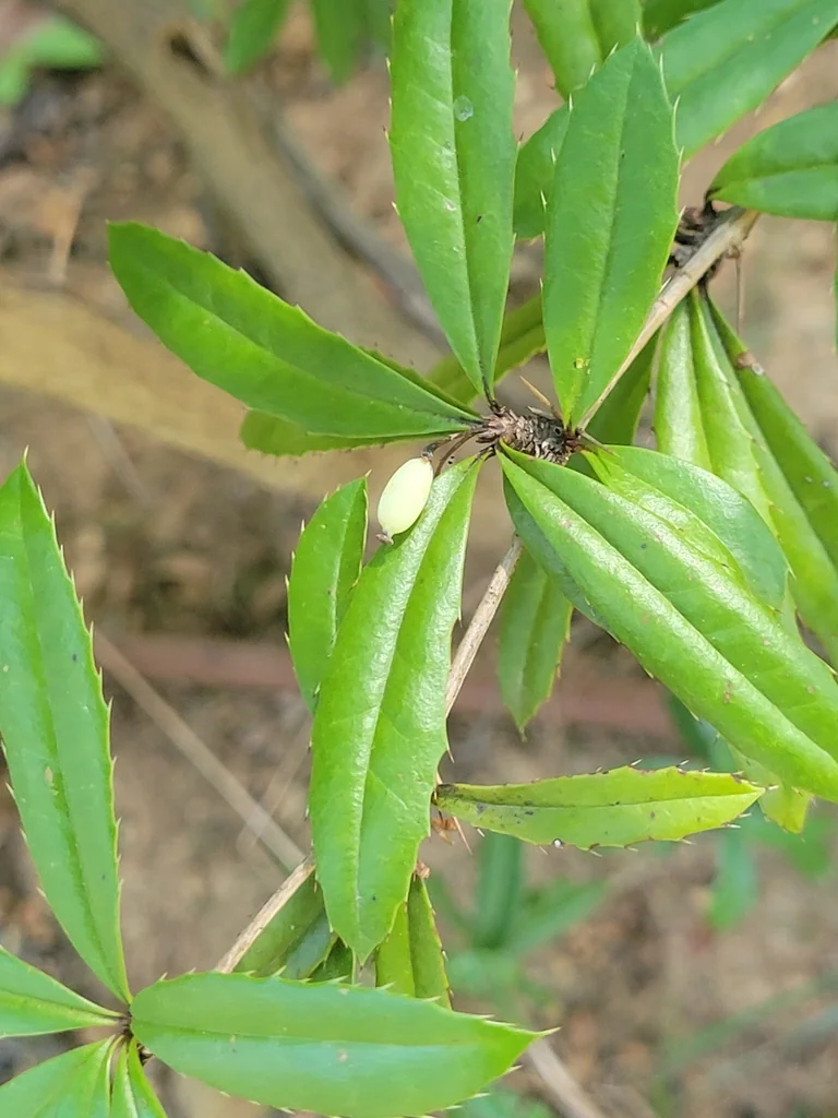 Berberis Julianae