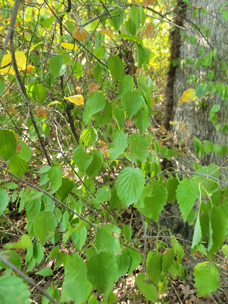 Viburnum Dentatum