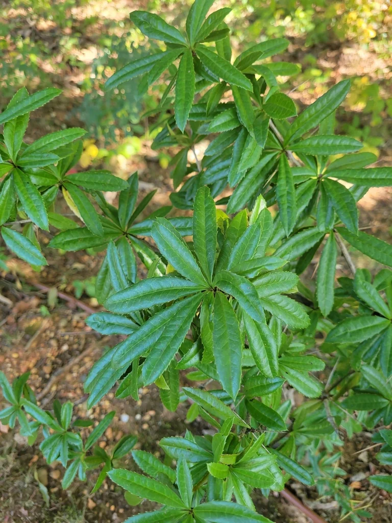 Berberis Julianae