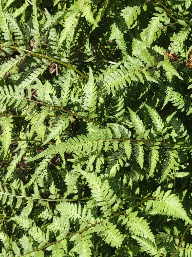 Athyrium Niponicum Var. Pictum