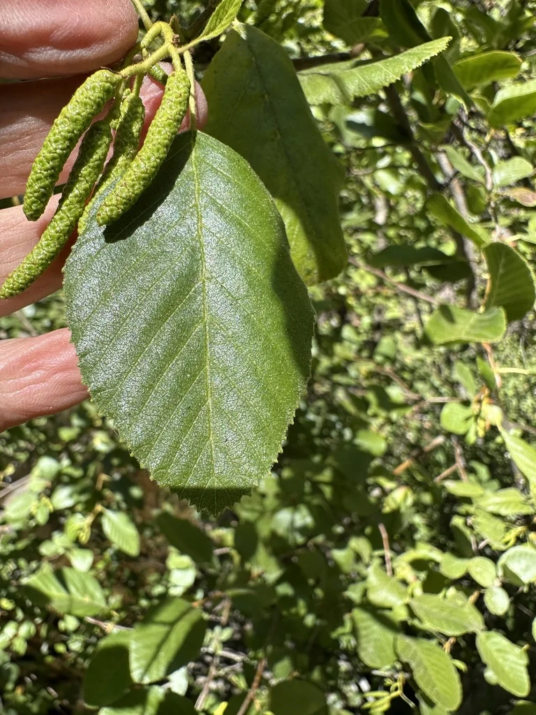 Alnus Rhombifolia