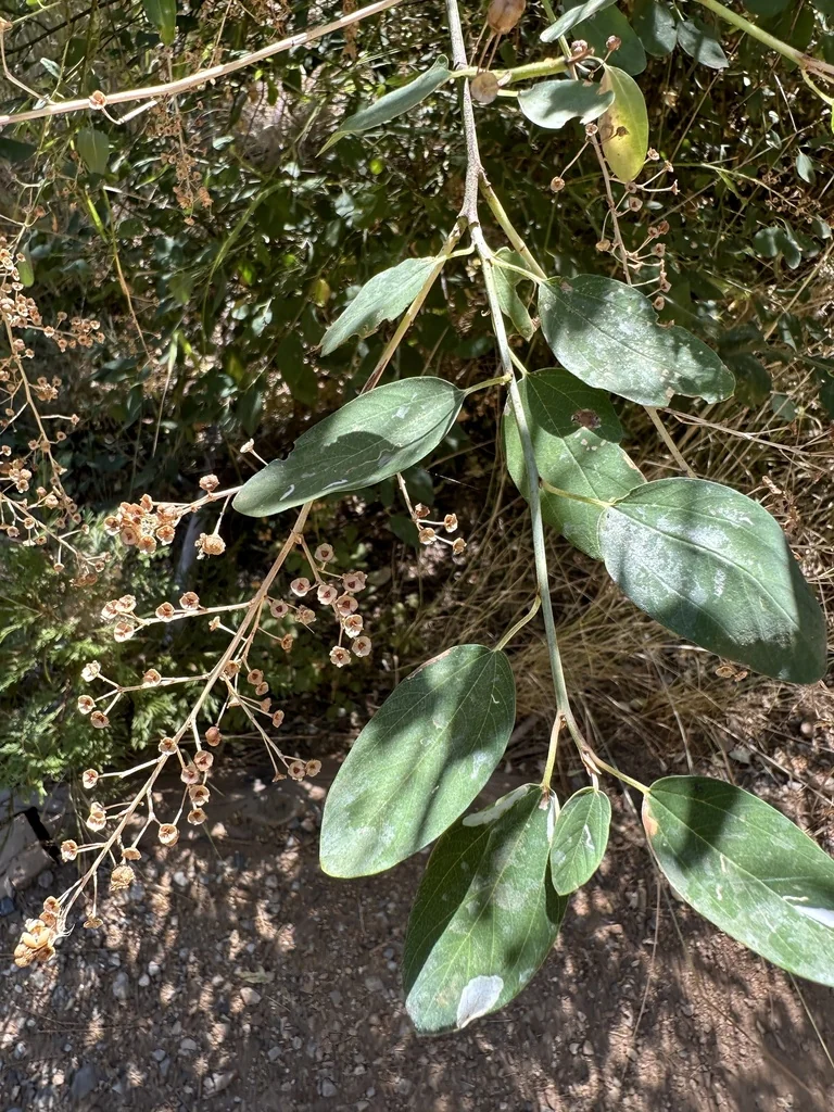 Ceanothus Integerrimus