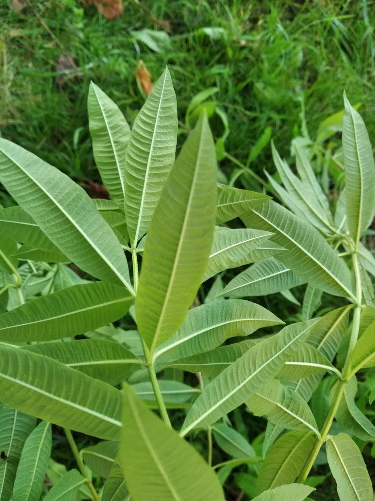 Aloysia Triphylla