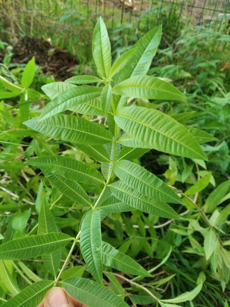 Aloysia Triphylla
