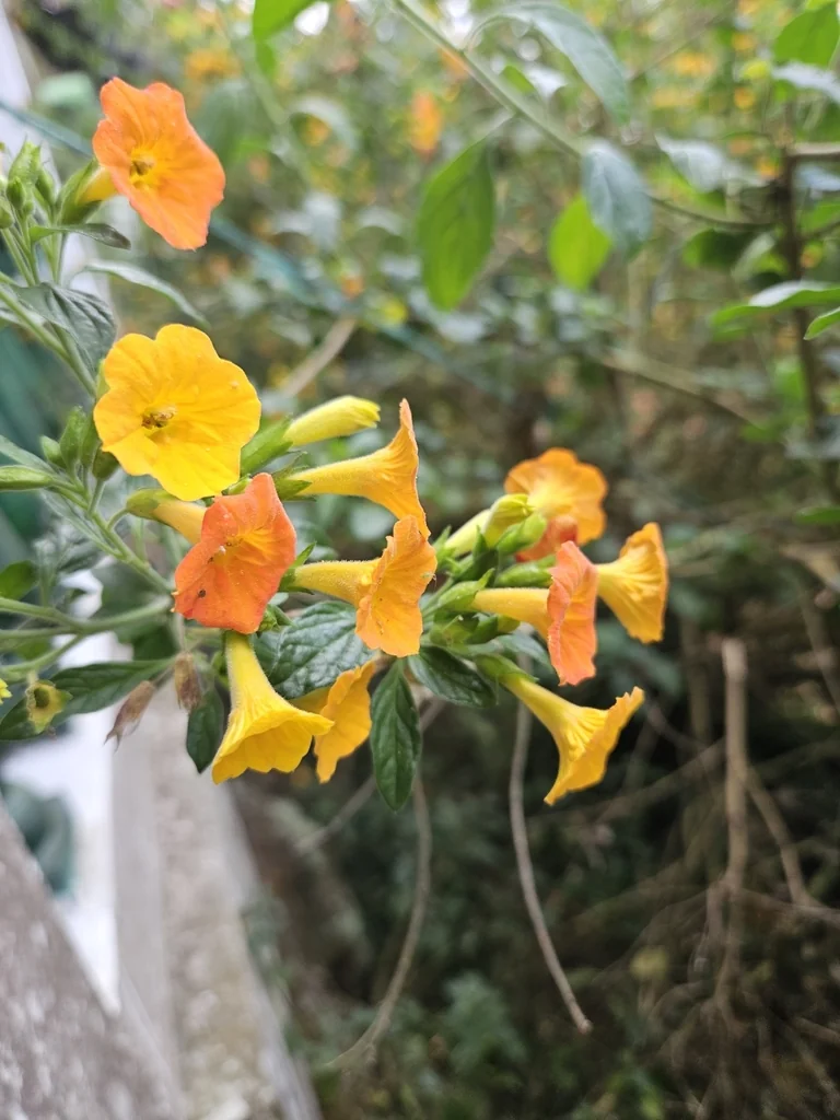 Streptosolen Jamesonii