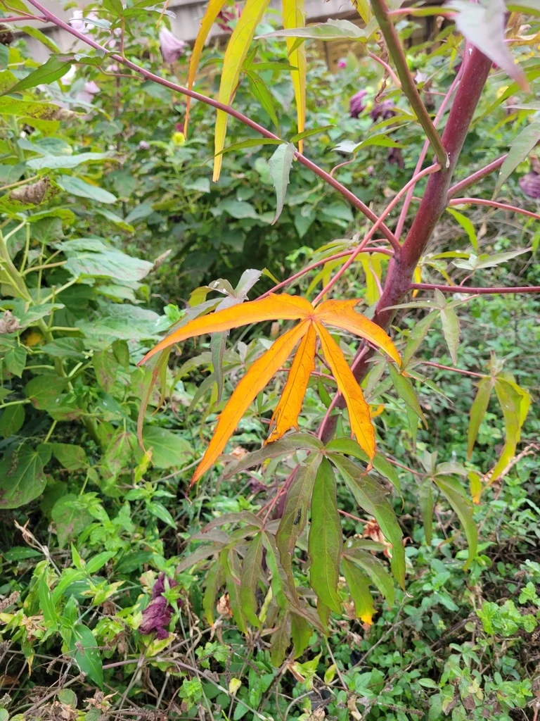 Hibiscus Coccineus