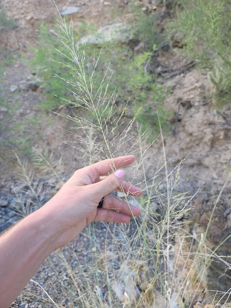 Sporobolus Wrightii