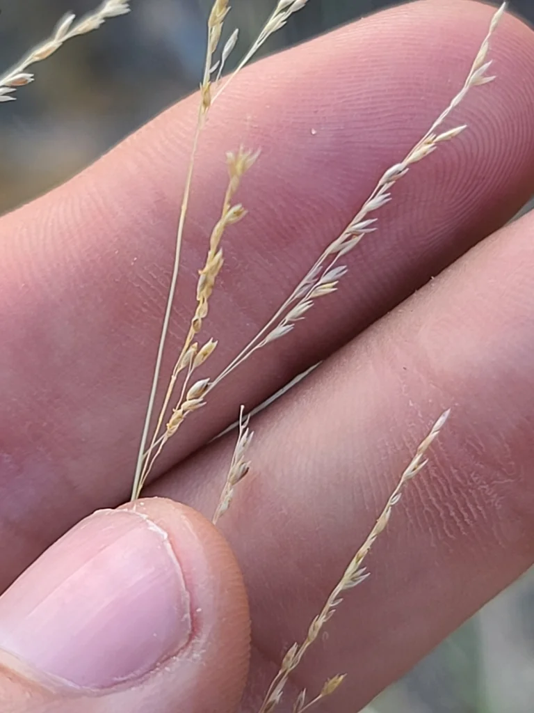 Sporobolus Wrightii